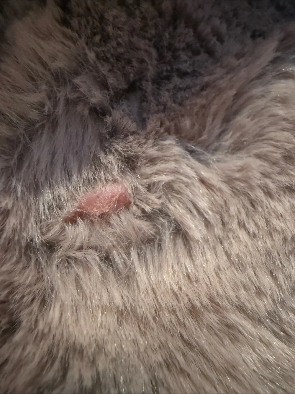 H and M Faux Fur Coat. Girls size 6/7